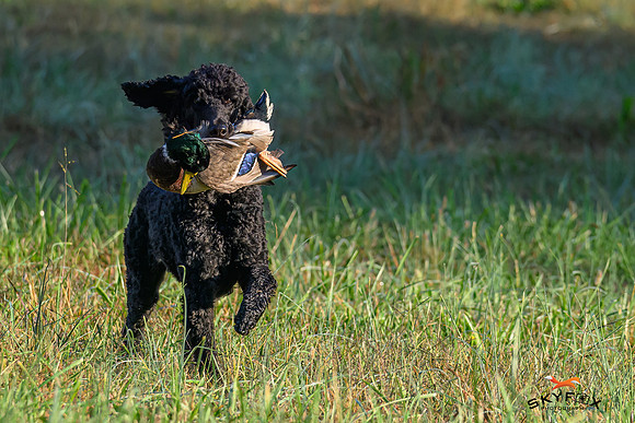 Poodle Event 2773-