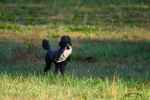 Poodle Event 2790-2790